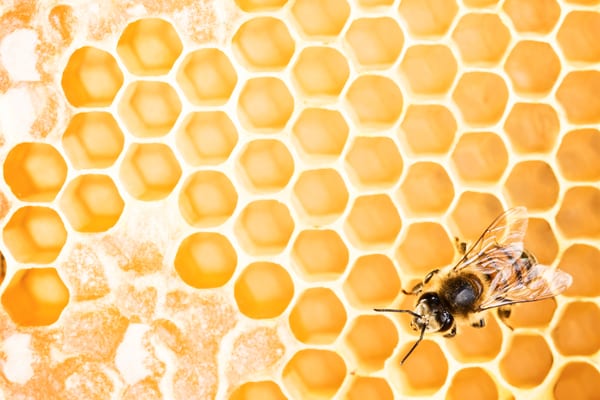 Fantastic Products Found In A Beehive Honey Production