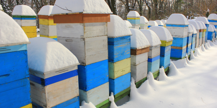 January Beekeeping Tips - Start the Year Strong