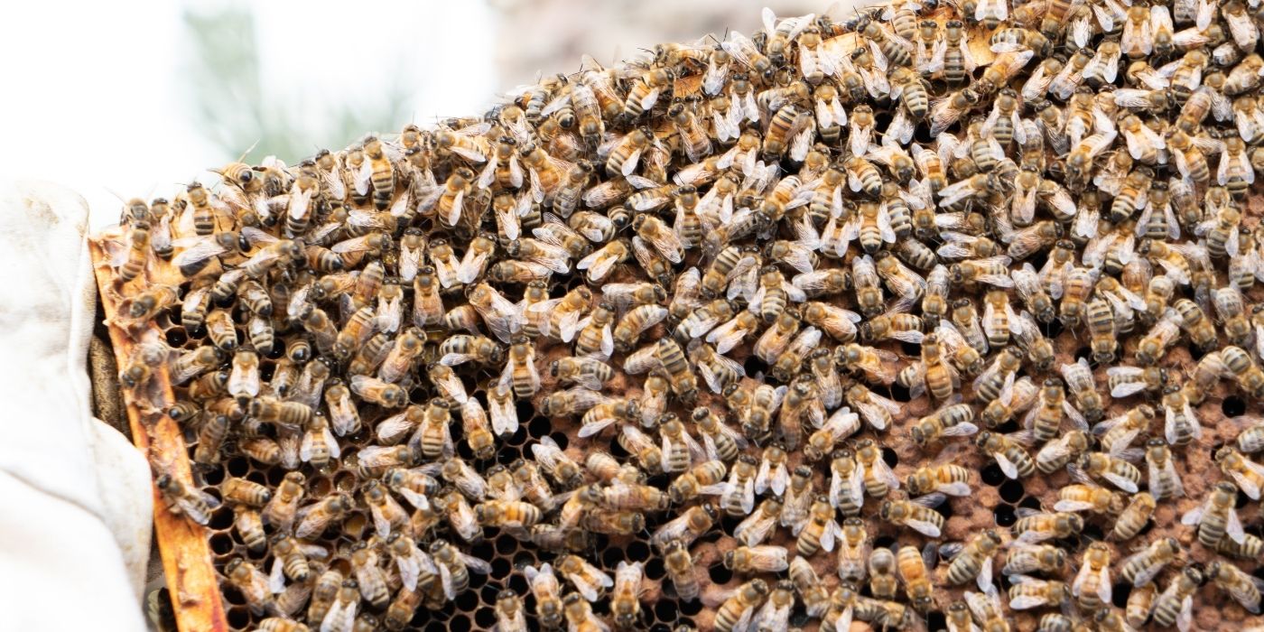 How to Create an Artificial Swarm with the Taranov Split