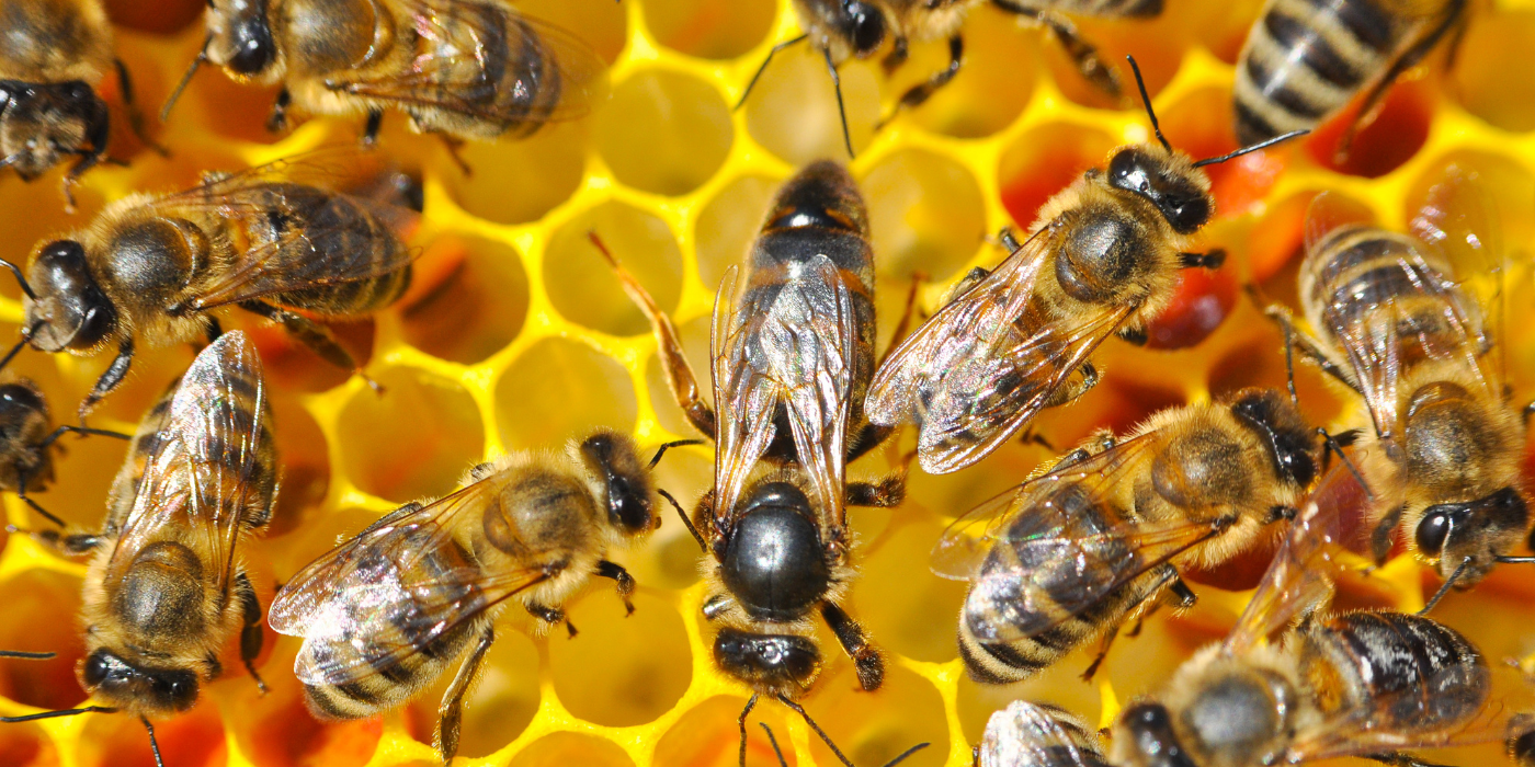 What Happens When the Queen Bee Dies?