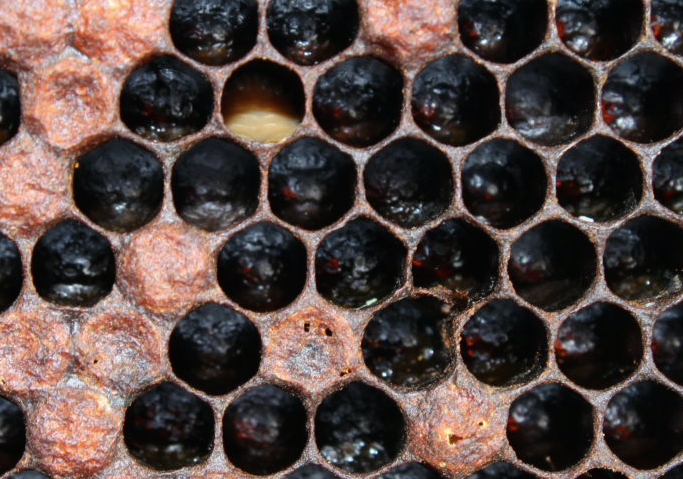3 Deadly Bee Enemies Every Beekeeper Faces | How to Crush Them
