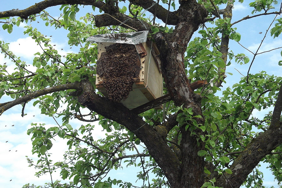 Swarm Commander Premium Swarm Lure: How to Capture Honeybee Swarms Effectively