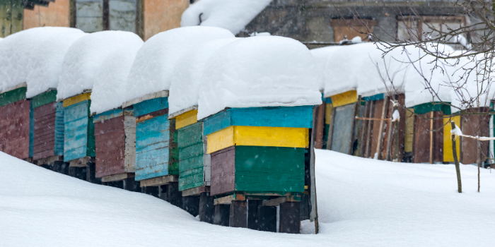 The Beekeeper's Guide to Winter Bee Activities