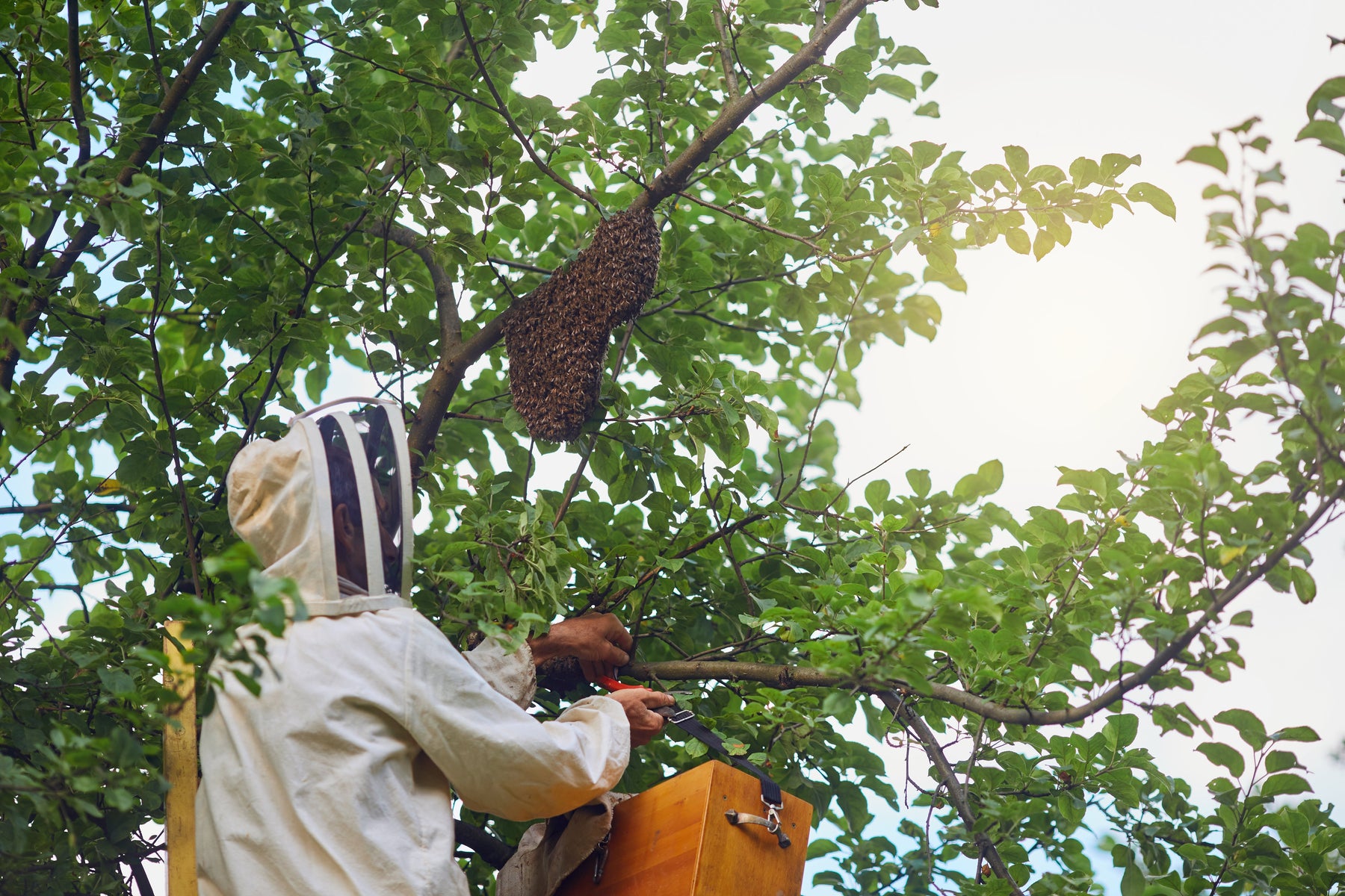 Leafcutter Bees for Sale Near Me
