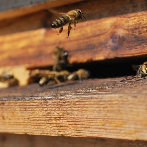 The Parts That Build Your Beehive