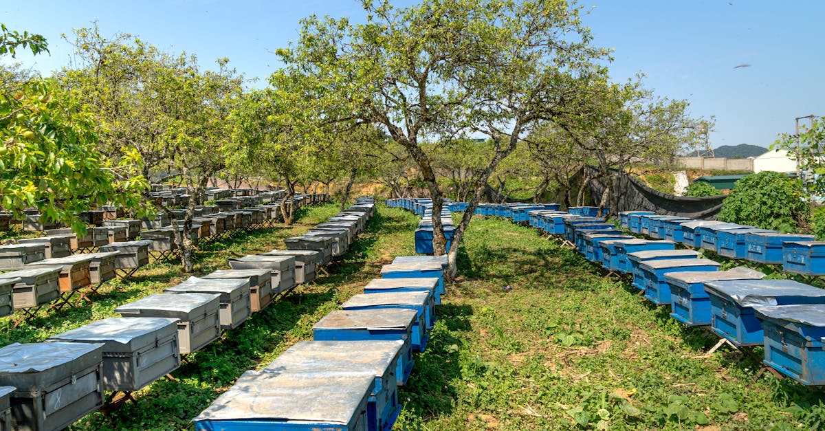 Beekeeping and Honey Production: A Simple Guide for Beginners