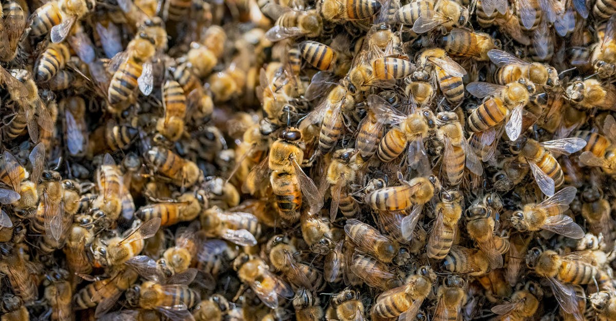 Top Beekeeping Organizations You Should Join for Support and Learning