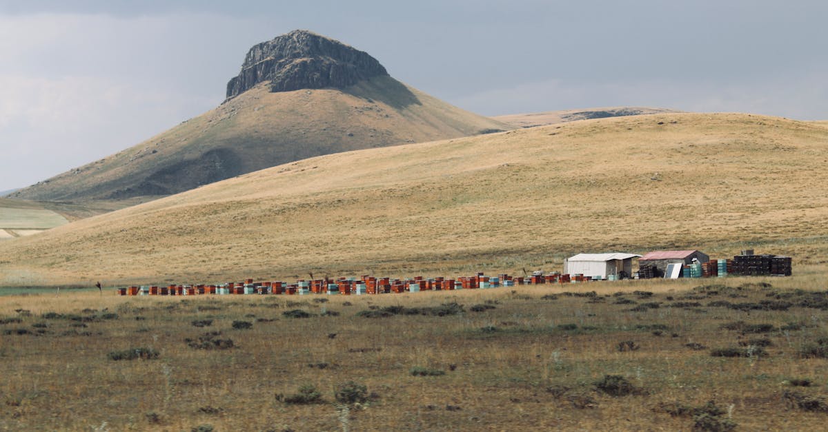 brushy mountain bee farm