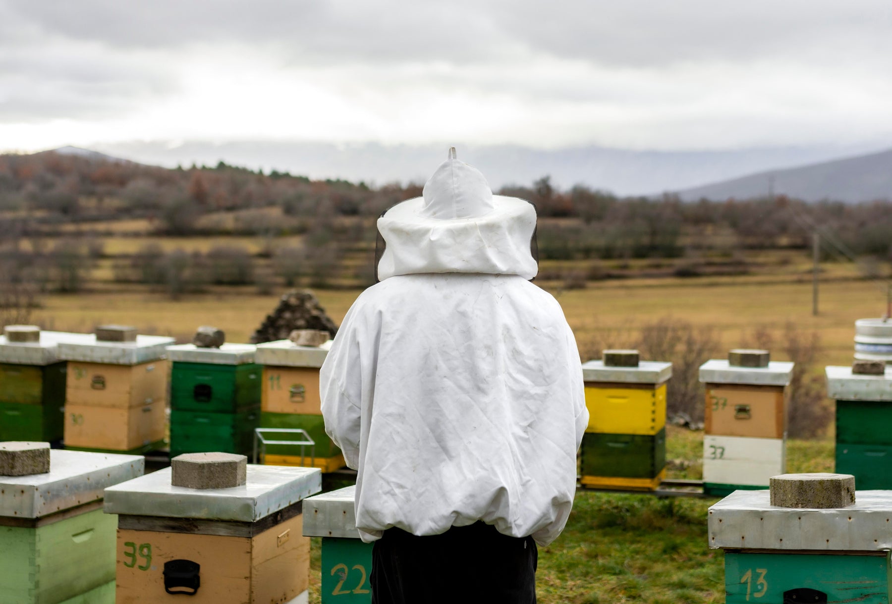 History of Beekeeping in the United States