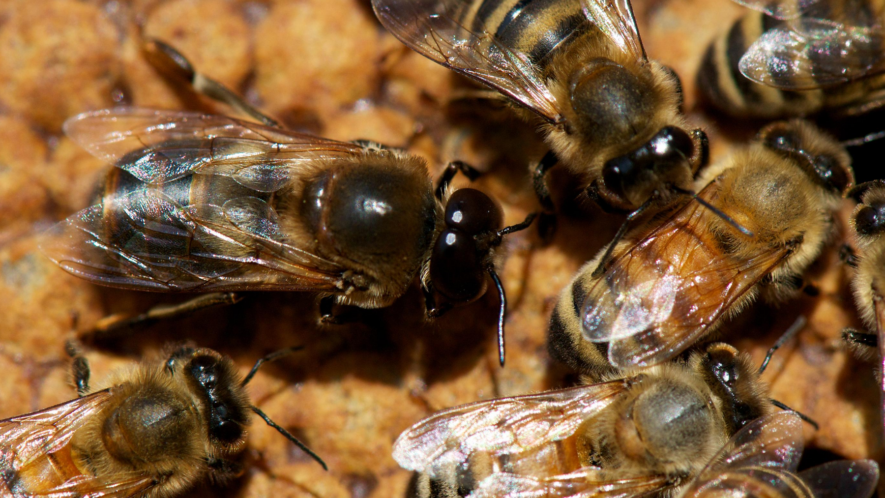 The Expendables: The Life of a Drone Honey Bee