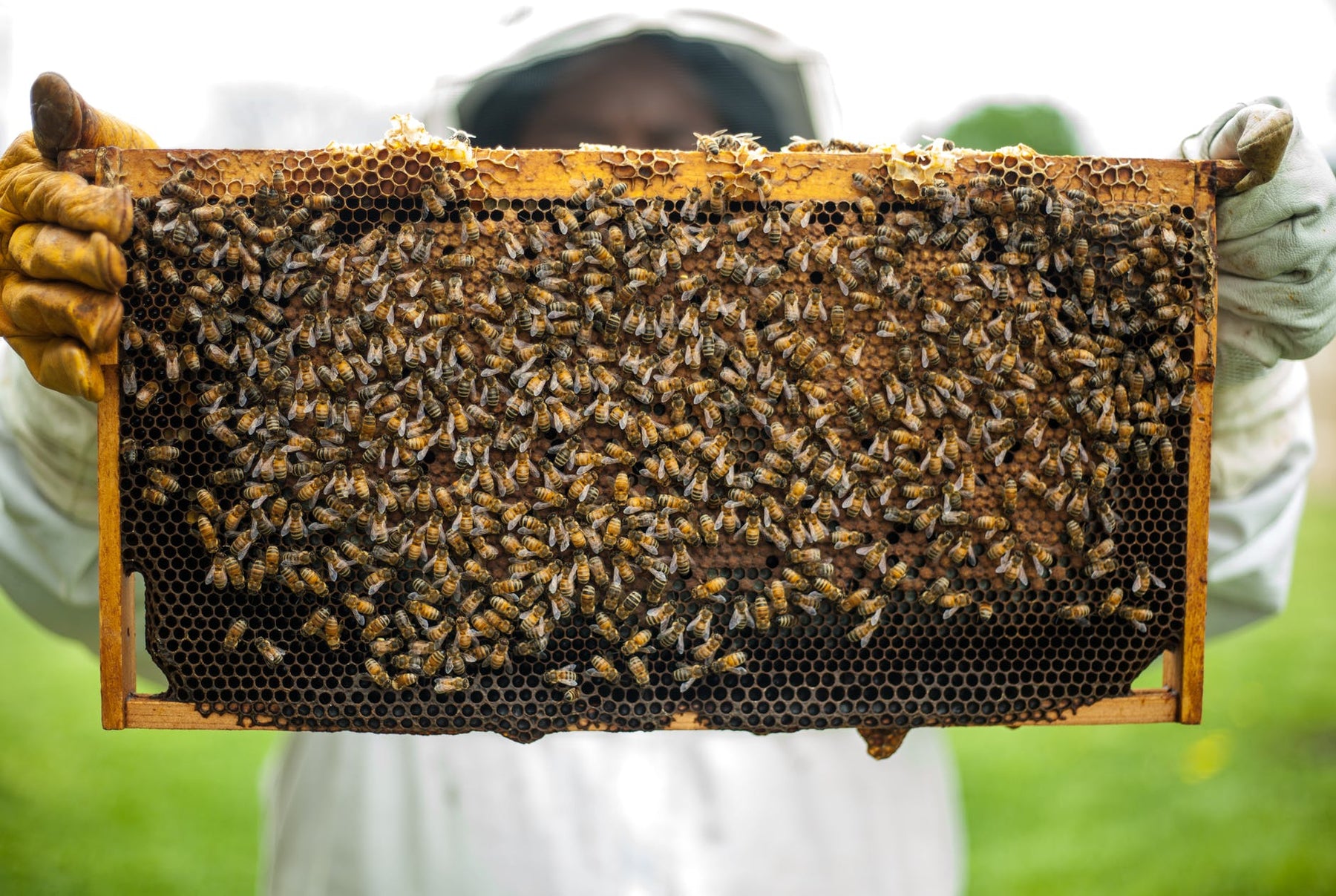 How to Get Started with Bees