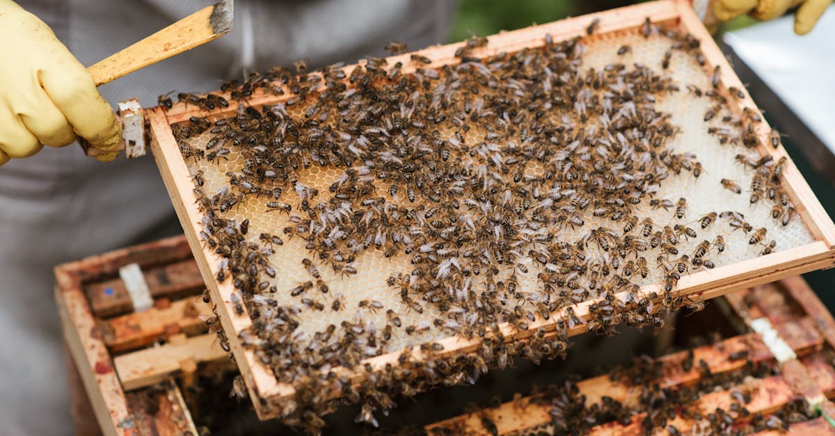 honey business