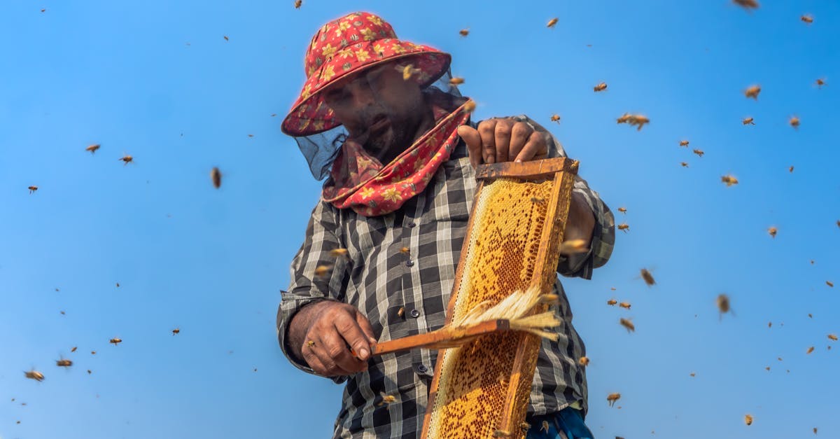 Start Your Own Honey Business: Tips for Success and Growth