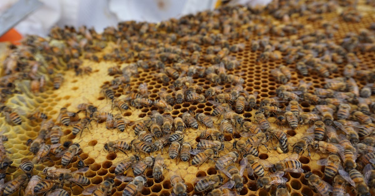 how to become beekeeper