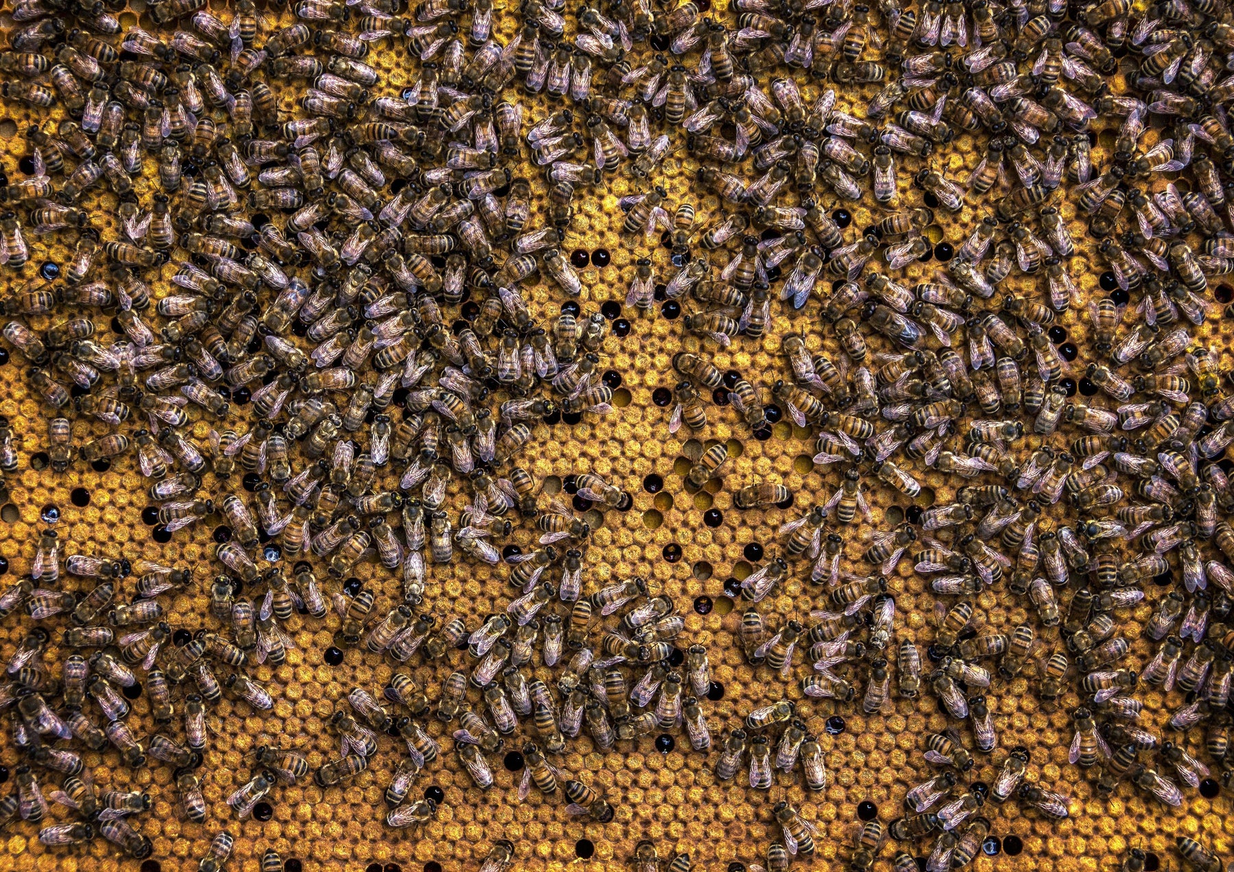 How to Set Up a Honey Bee Farm | Top 5 Tips