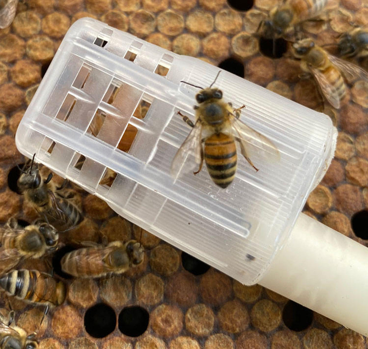 Italian Queens From Breeder Stock