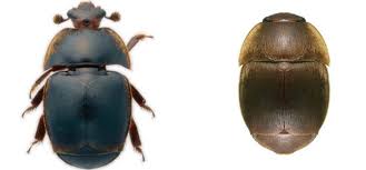 Beetle Jail - Hive Beetle Solution - Reusable and Washable Device