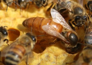 Italian Queens From  Breeder Stock