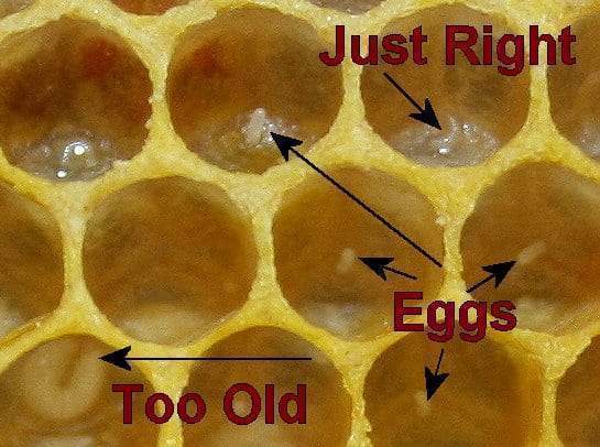 Honey Bee Grafting Tool - Stainless Steel | Precise and Reliable