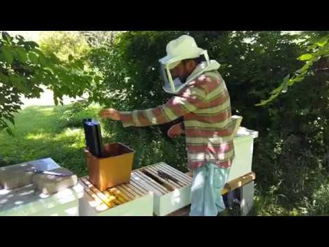 A man using The Refubees Swarm Trap created by Horizions Innovation