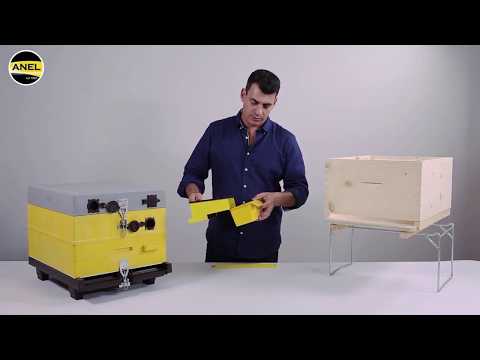 A man demonstrating the use of Anel Big Boy Pollen Trap