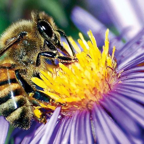 Bacteria in flowers may boost honeybees’ healthy gut microbes