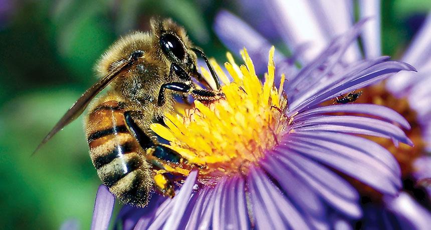 Bacteria in flowers may boost honeybees’ healthy gut microbes