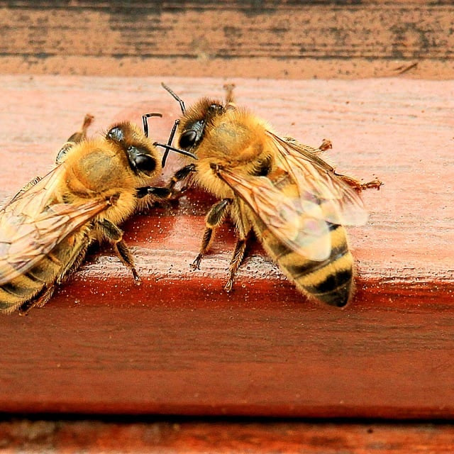 How Bees Are Helping Us in the Fight Against Dementia