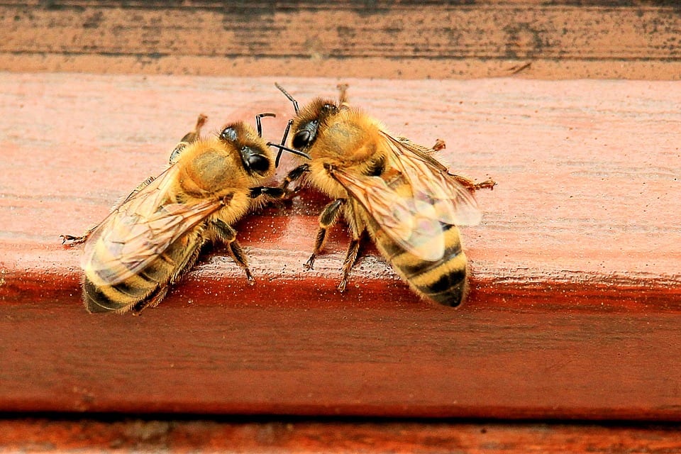 How Bees Are Helping Us in the Fight Against Dementia