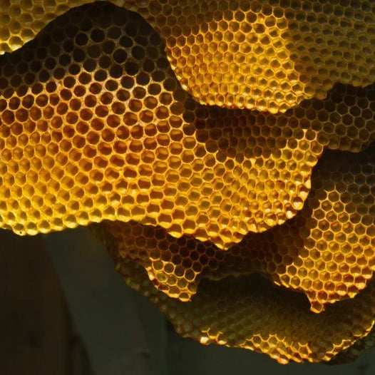 What’s the Deal with Hexagonal Honeycombs?