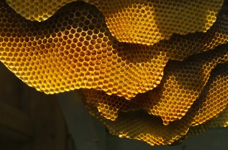 What’s the Deal with Hexagonal Honeycombs?