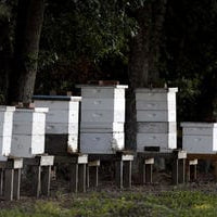 Florence farmer keeps an eye on honey bee health