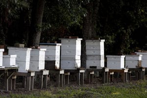 Florence farmer keeps an eye on honey bee health