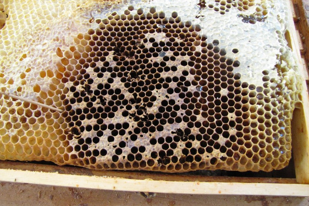 American and European Foulbrood in Honeybees: How to Spot It Before It Spreads