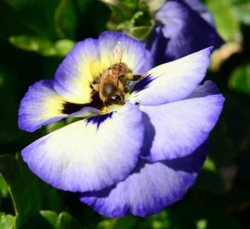 USA- FLOWERS CAN ENDANGER BEES