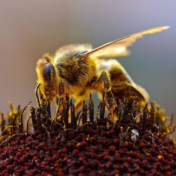 Are Neonics Killing Bees? the Largest Ever Field Study Brings Conflicting Views on Neonics and Bees