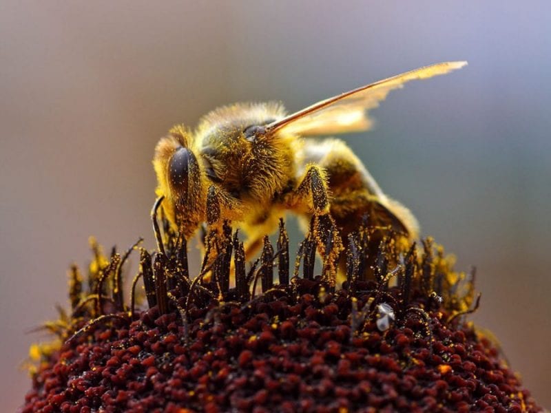 Are Neonics Killing Bees? the Largest Ever Field Study Brings Conflicting Views on Neonics and Bees