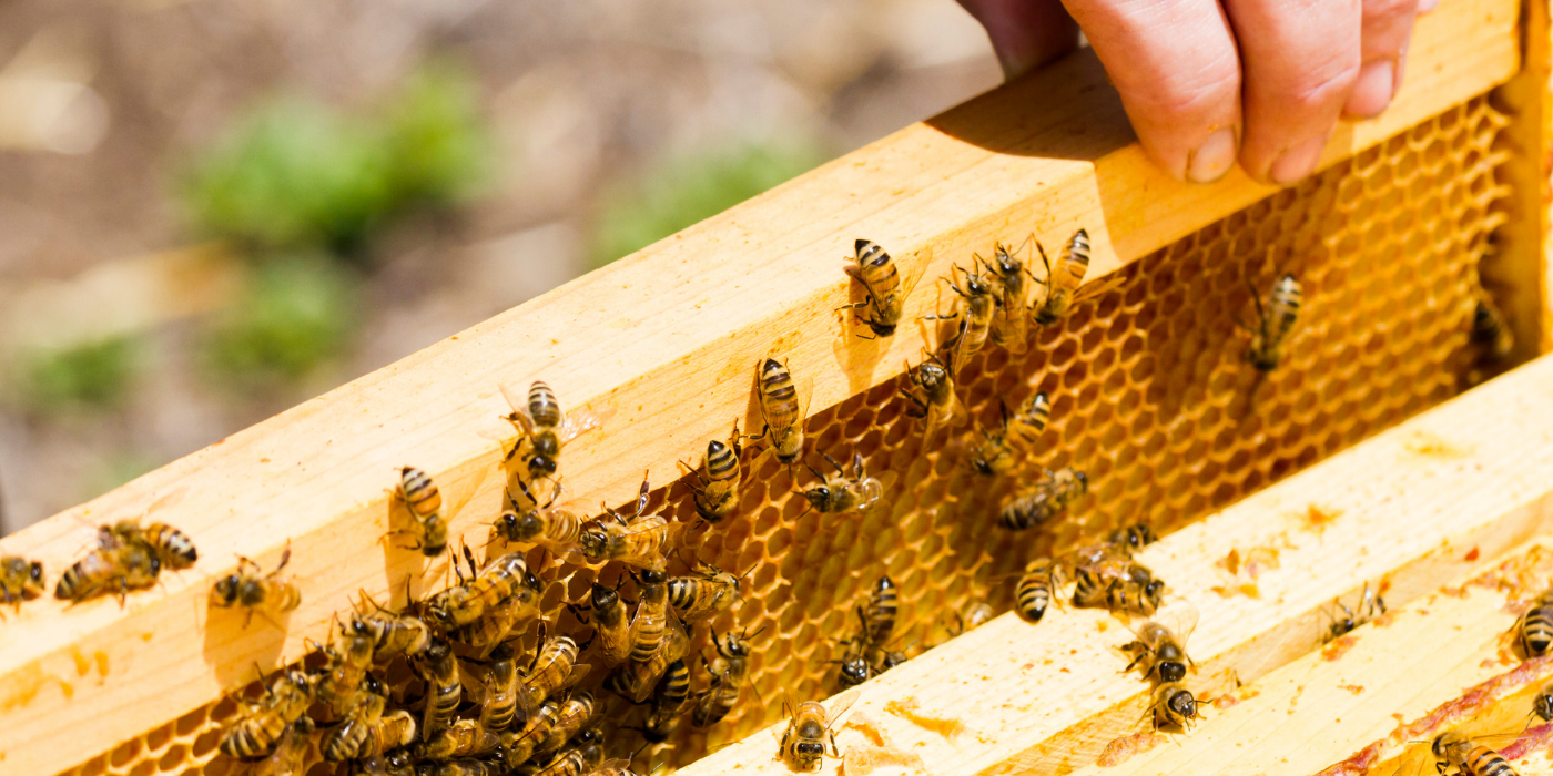 Ways to Provide Ventilation in a Beehive, Part 1