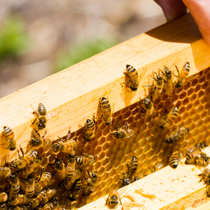 Ways to Provide Ventilation in a Beehive, Part 1