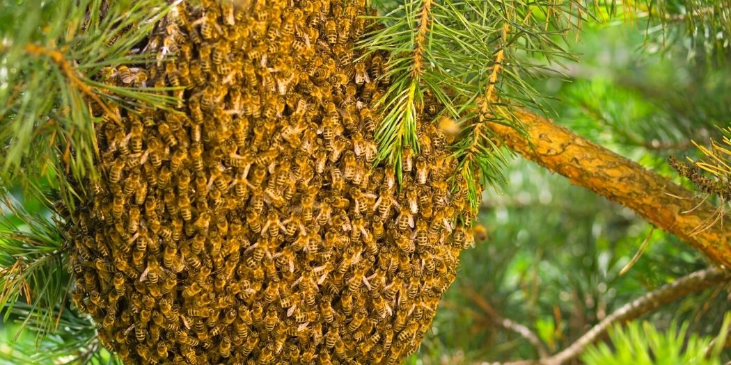 Bee Swarm Prevention: A Beekeeper's Guide — Blythewood Bee Company