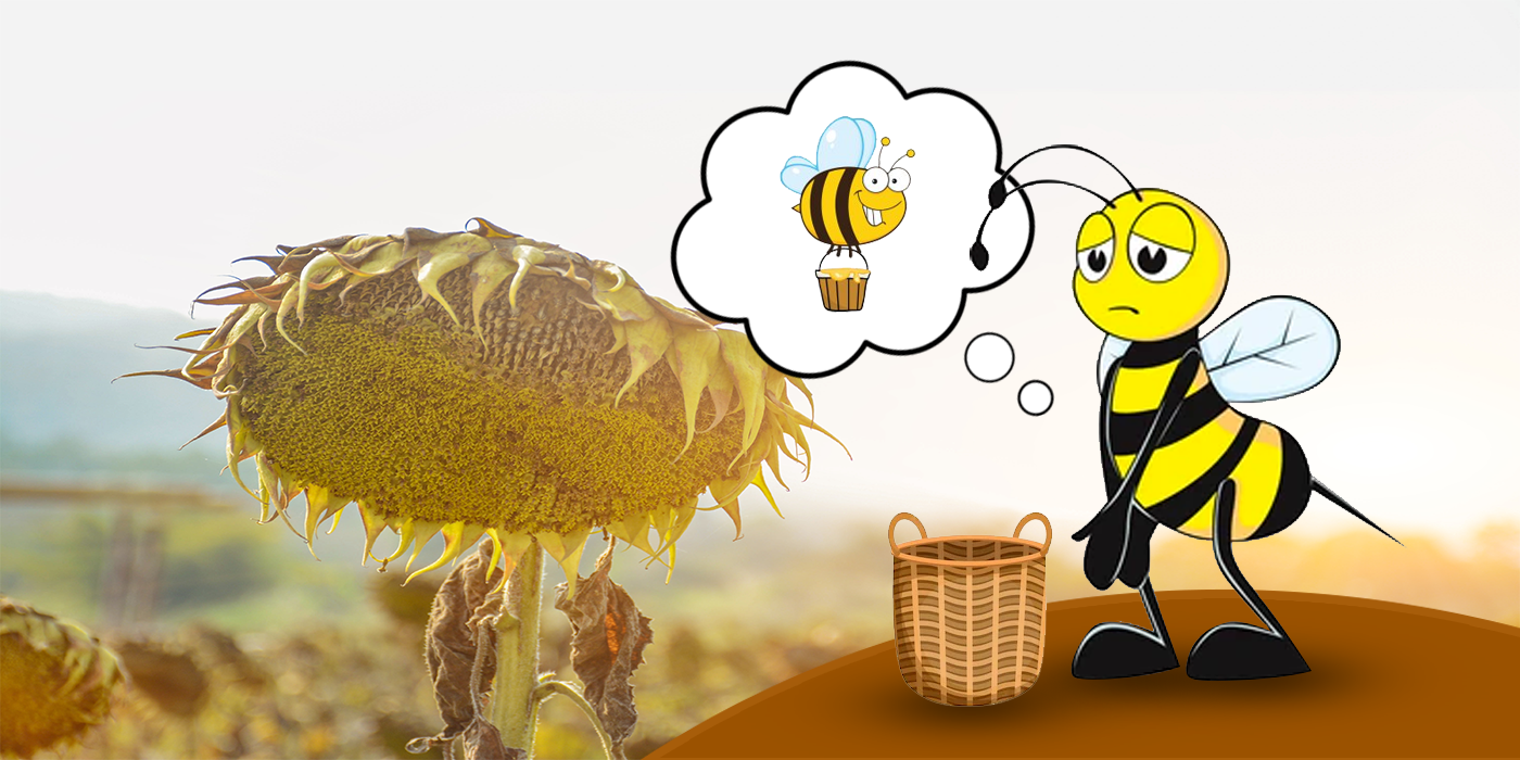 Beekeeping During the Bees Dearth of Nectar