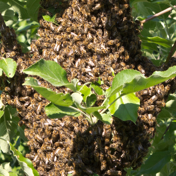 The Beekeeper's Guide to Swarm Prevention - Part 2