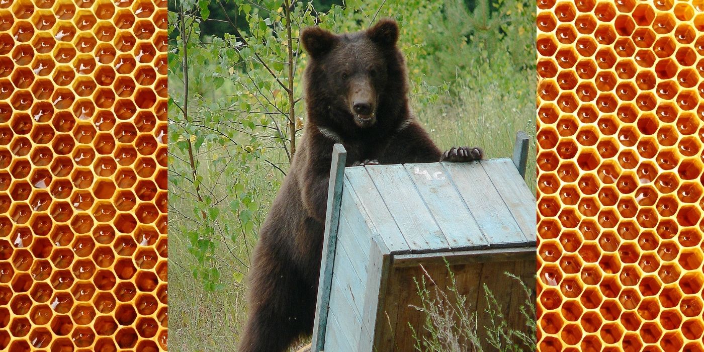 How to Protect Your Honey Bee Apiary from Bears