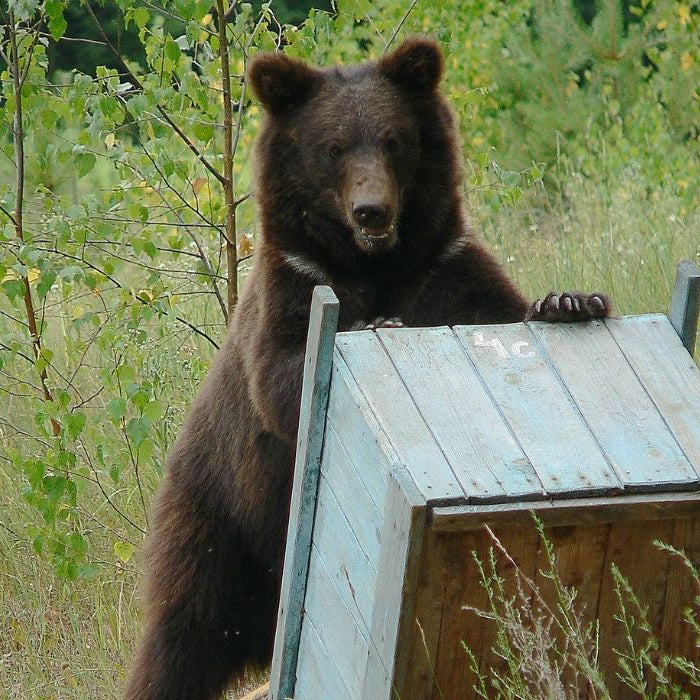 How to Protect Your Honey Bee Apiary from Bears