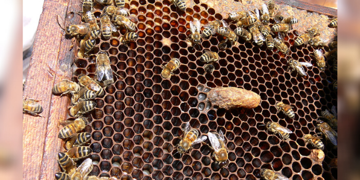 A New Queen: Supersedure Cells vs. Swarm Cells, Part 2