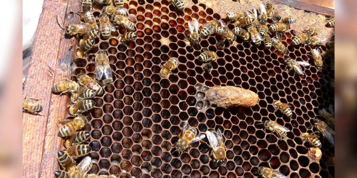honey bee queen cell
