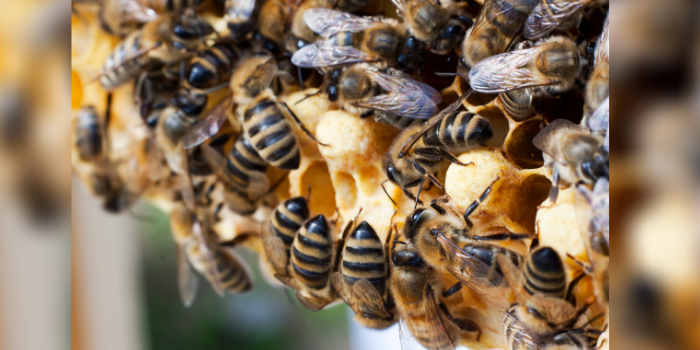 Why Carniolan Honeybees are the Beekeeper's Best Choice