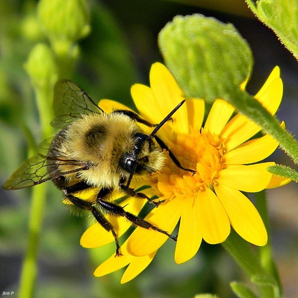 A Guide to Pollinator-friendly Plants