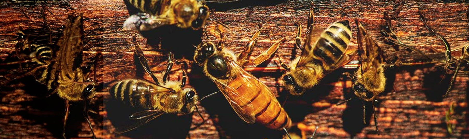 Queen Bee Grafting vs Non-Grafting: Which Queen Rearing Method Is Best for You?