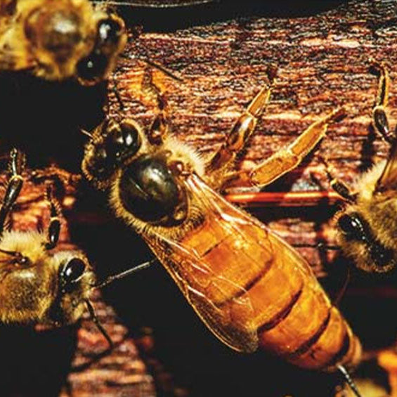 Queen Bee Grafting vs Non-Grafting: Which Queen Rearing Method Is Best for You?